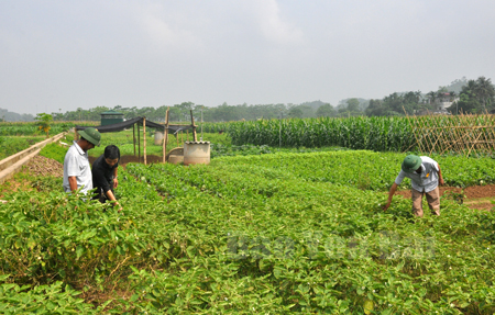 Khu vực sản xuất rau an toàn xã Văn Phú.